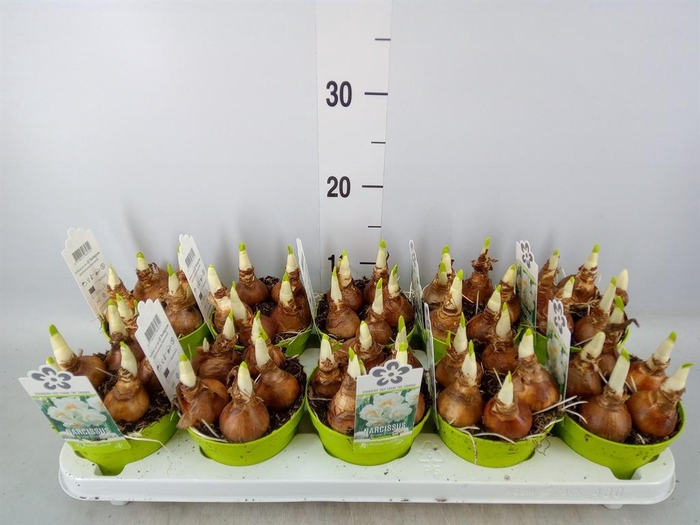 <h4>Narcissus DU 'Bridal Crown'</h4>