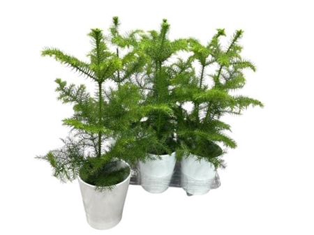 Araucaria Ceramic White