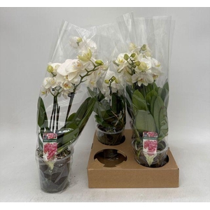 PHAL WHITE 2 TAK