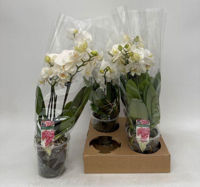 <h4>PHAL WHITE 2 TAK</h4>