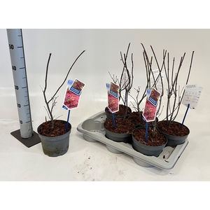 ACER PA ATROPURPUREU