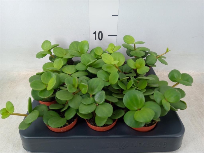 <h4>Peperomia tetraphylla 'Hope'</h4>