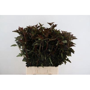 Physocarpus opulif. 'Diabolo'