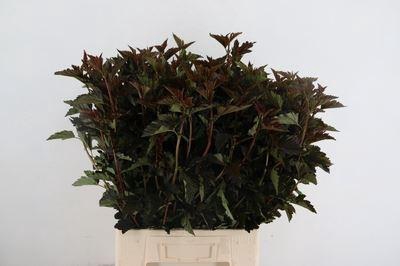 <h4>Physocarpus opulif. 'Diabolo'</h4>