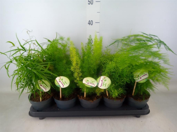 <h4>Asparagus   ...mix</h4>