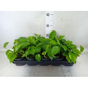 Epipremnum pinn. 'Aureum'