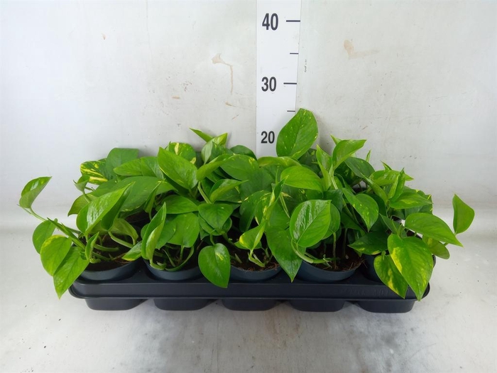 <h4>Epipremnum pinn. 'Aureum'</h4>