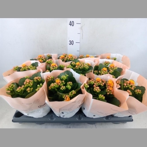 Kalanchoe blos.   ..rosebud