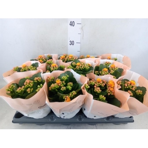 Kalanchoe blos.   ..rosebud