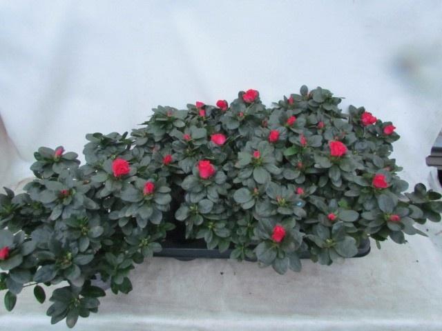 <h4>RHODO SI NORDL VOGEL</h4>