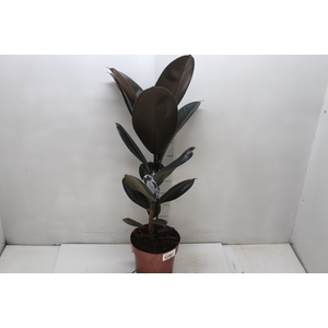 FICUS ELASTICA BURGUNDY P17