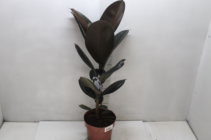 FICUS ELASTICA BURGUNDY P17