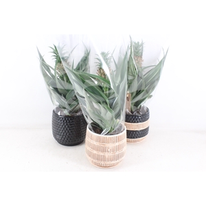 arr3 BS - Ker. Tribal ananas