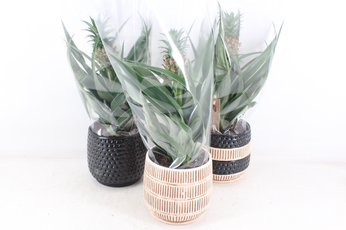 <h4>arr3 BS - Ker. Tribal ananas</h4>