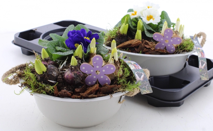 <h4>ARR PL IN SCHAAL</h4>