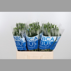 Veron Smart Luna Wit