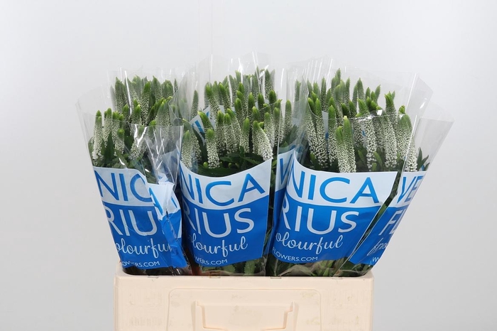 <h4>Veron Smart Luna Wit</h4>