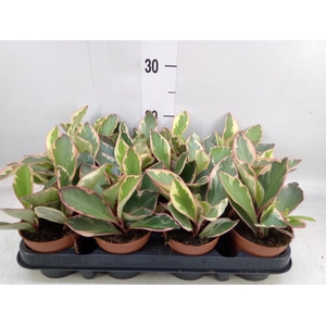 Peperomia obt. 'Variegata'