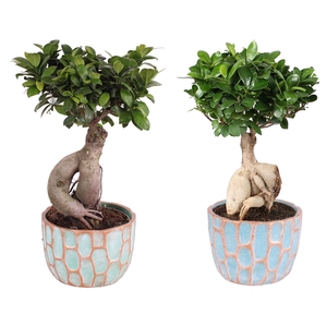 Ficus m. Ginseng ø18cm in ø20cm Exotic Vibes Nº364