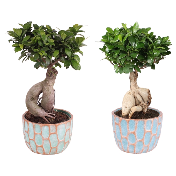 <h4>Ficus m. Ginseng ø18cm in ø20cm Exotic Vibes Nº364</h4>