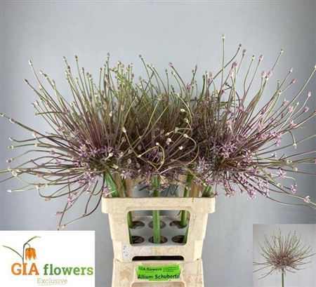 <h4>Allium Schubertii 70 X6</h4>