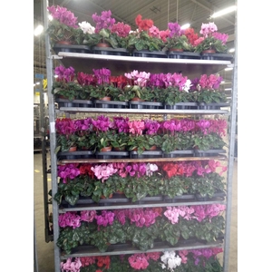 Hyacinthus orie.   ...mix