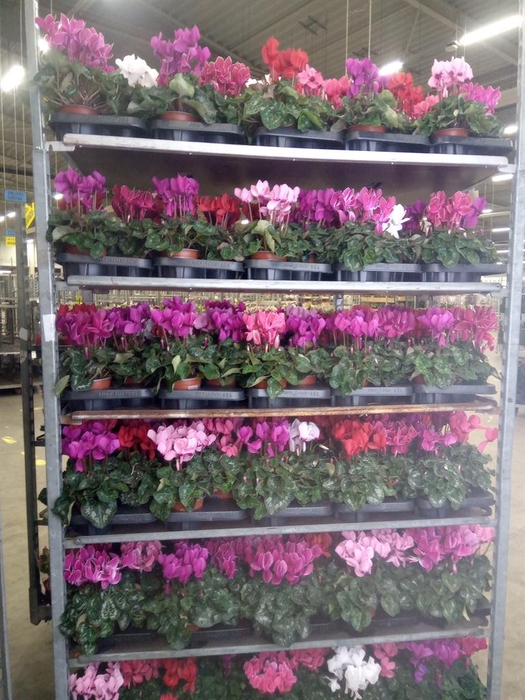 <h4>Hyacinthus orie.   ...mix</h4>