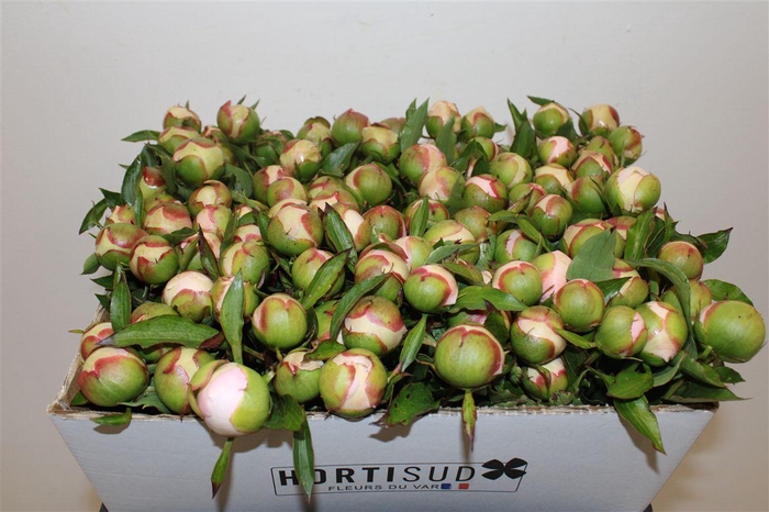 <h4>Paeo L Pecher</h4>