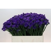Limonium sinuatum Navy Sun Birds