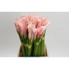 Zantedeschia Eydolls Salmon