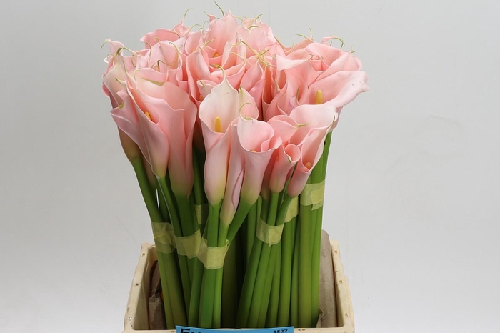 <h4>Zantedeschia Eydolls Salmon</h4>