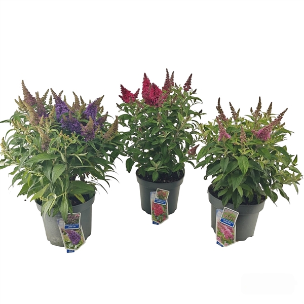 <h4>Buddleja d. Butt. Candy® mix P23 (minimum order one layer)</h4>