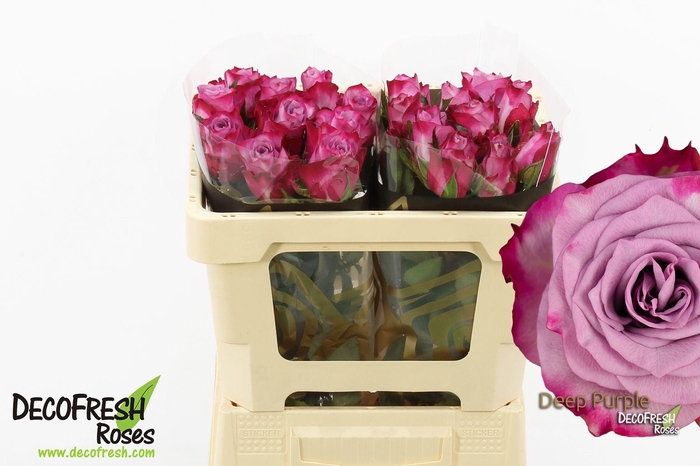 <h4>R Gr Deep purple</h4>