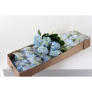 Hydr Blue Bogotana Select Box