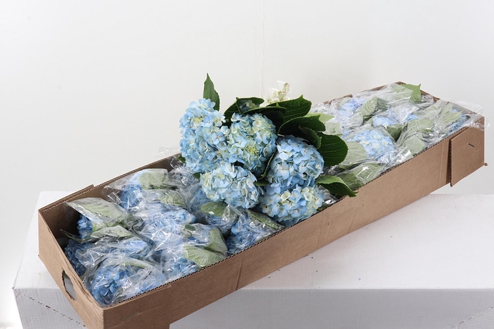 <h4>Hydr Blue Bogotana Select Box</h4>