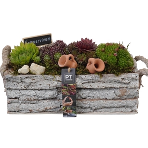 PTS7435 Arrangement Sempervivum in houten bak