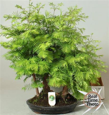 <h4>Bonsai Metasquia</h4>