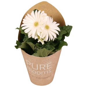 Gerbera wit 2+ bl12 cm in Pure Blooms draagtas eco