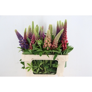 LUPINUS MIXED