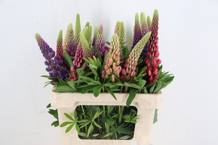 <h4>LUPINUS MIXED</h4>