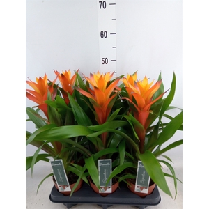 Guzmania  'Variada'