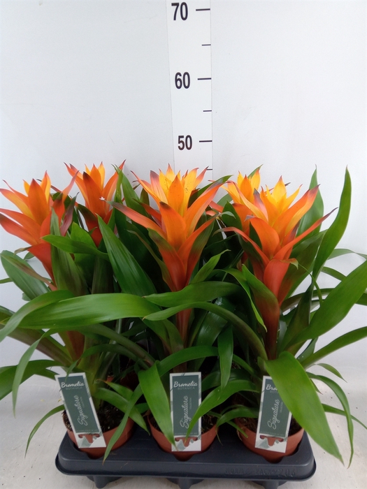 <h4>Guzmania  'Variada'</h4>