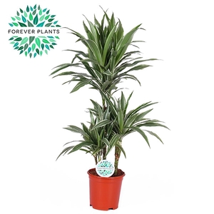 Dracaena Warneckei p21, 45+15+10