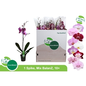 PHAL GEM