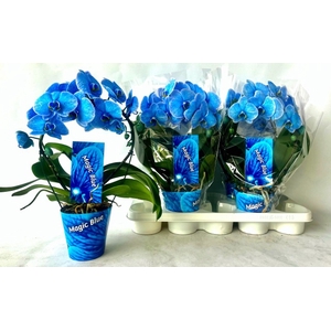 Phalaenopsis Royal Blue boog 12Ø 45cm 2st 16fl