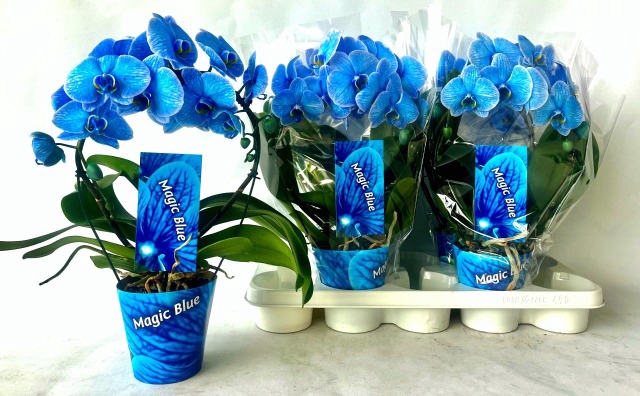 Phalaenopsis Royal Blue boog 12Ø 45cm 2st 16fl