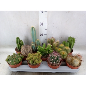 Cactus   ...mix