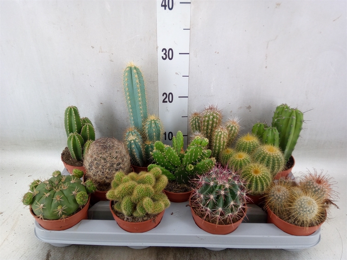 <h4>Cactus   ...mix</h4>
