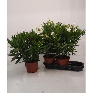 NERI OLEANDER
