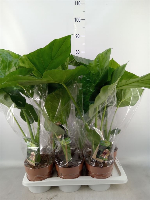 <h4>Alocasia macrorrhiza</h4>
